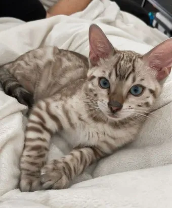 뱅갈고양이 유전병 털빠짐 무늬 수명 가격_13