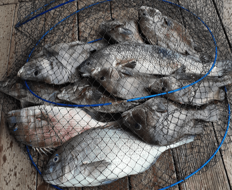 물고기잡아서-살림망에넣어놓음