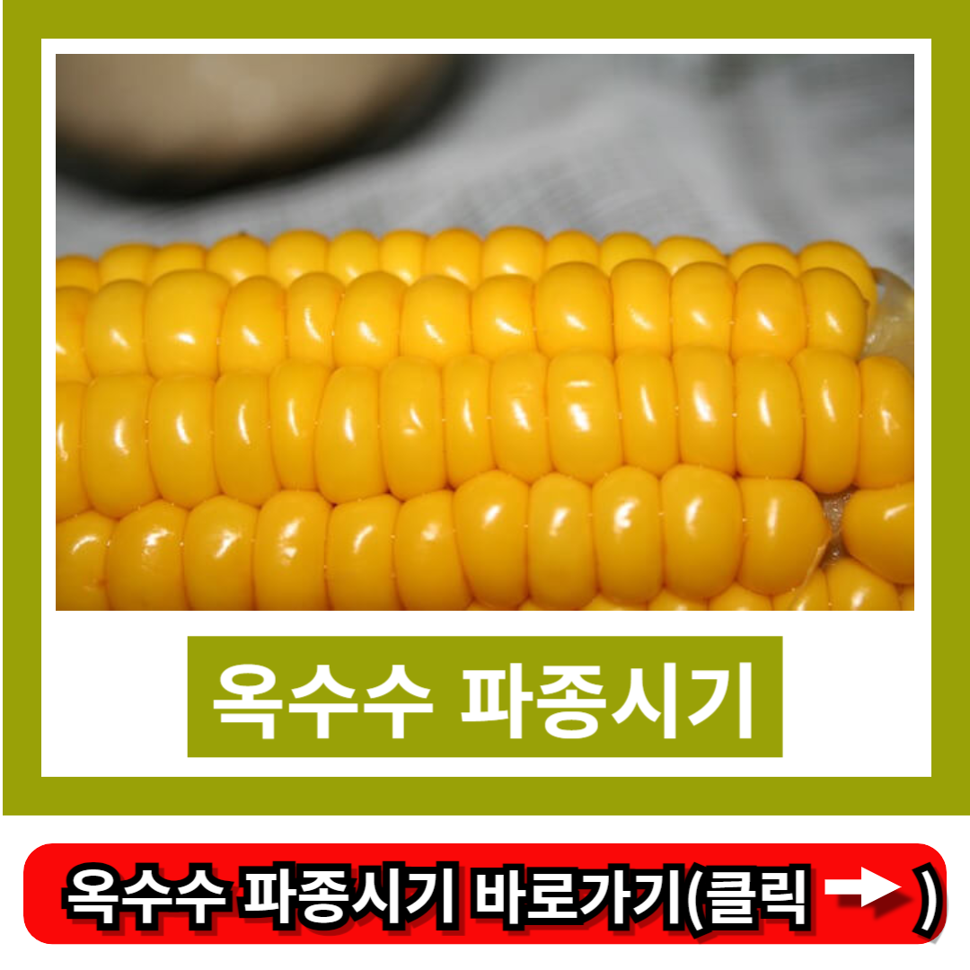 옥수수 파종시기