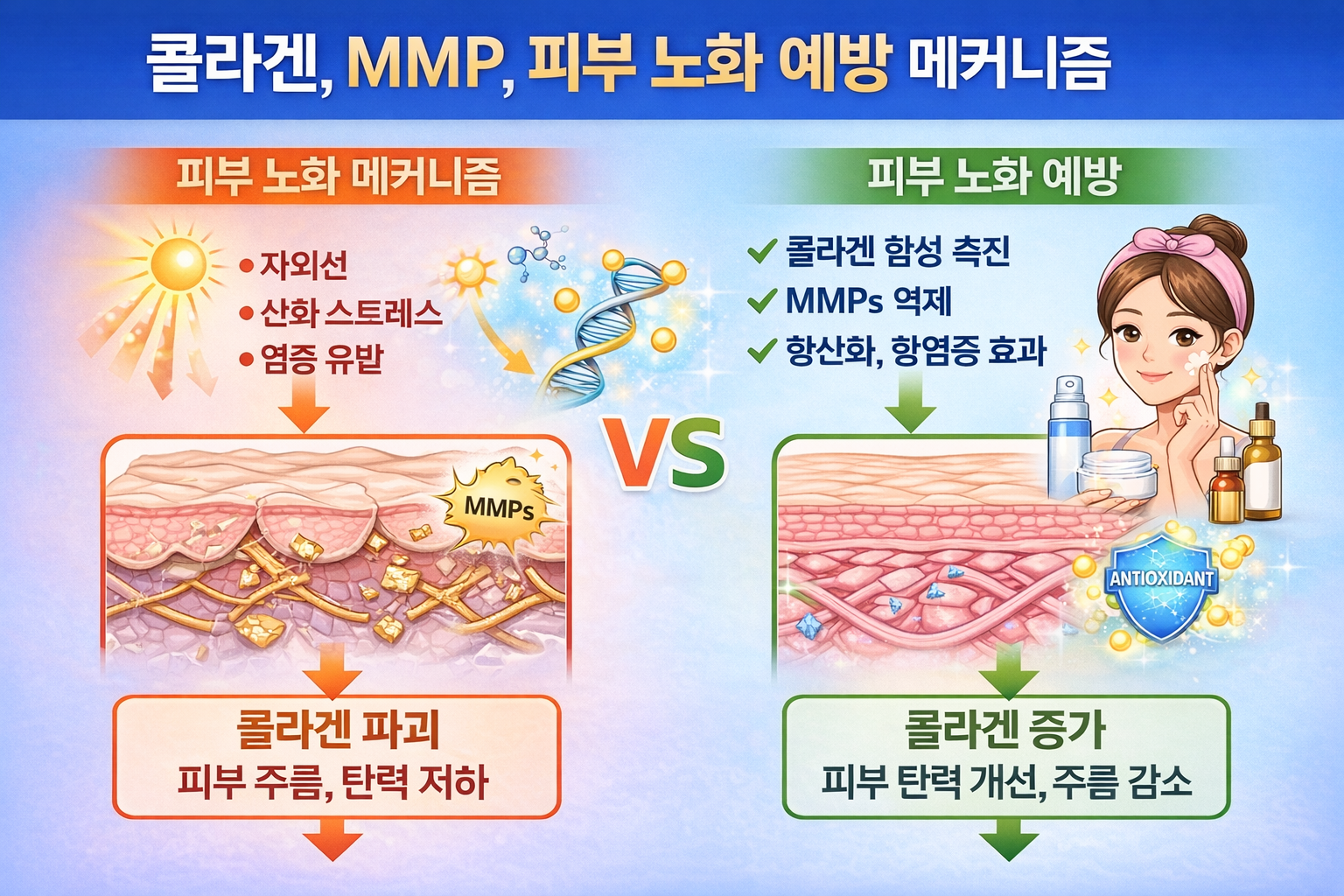 collagen-mmp-skin-aging-prevention-mechanism
