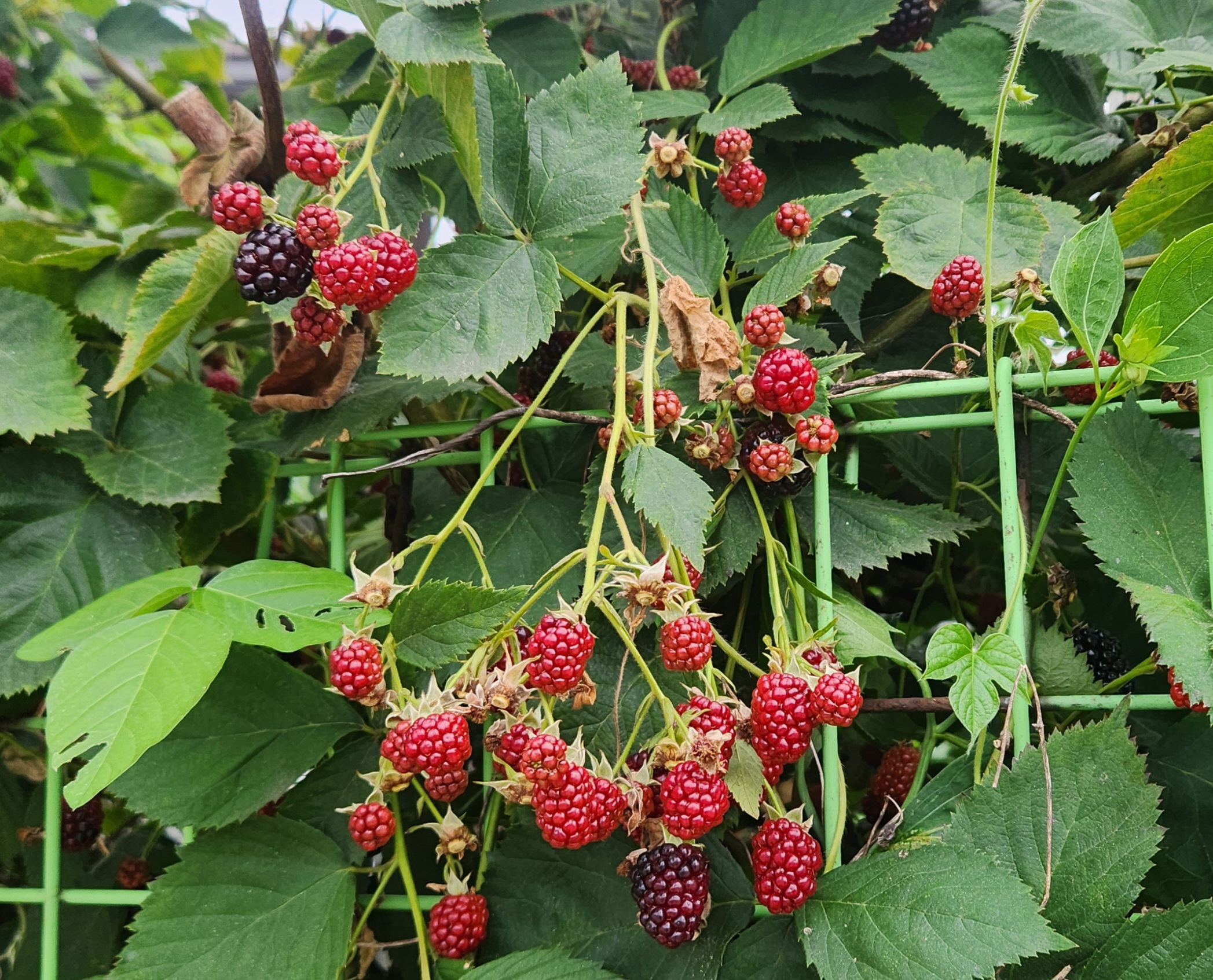 붉게 익어가는 복분자 열매의 모습