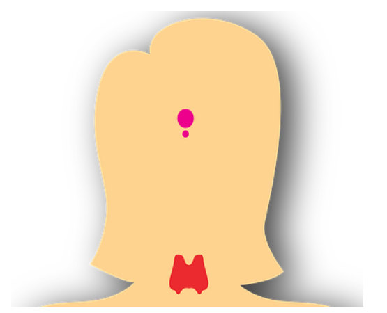 우리 몸에서 갑상선의 위치