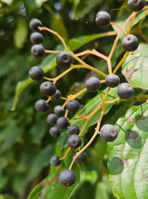 말채나무 열매1