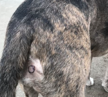 강아지 몸에 혹? 악성종양 구분 세포검사 후기