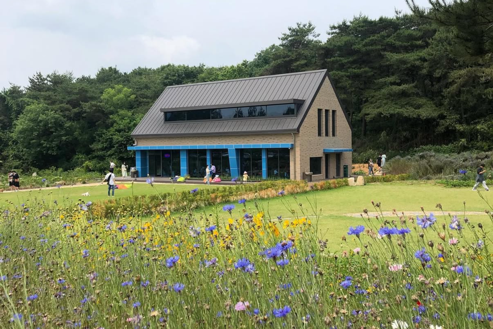 고성 하늬라벤더팜 라벤더 축제