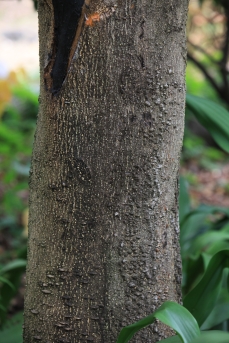 머귀나무 수피1