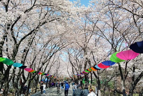 도당산벚꽃춗제