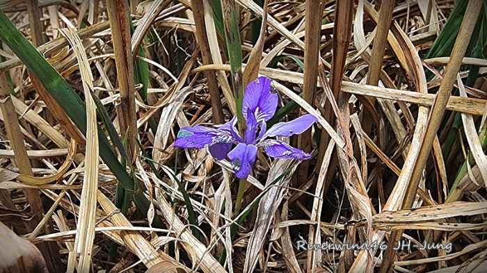 각시붓꽃 Iris rossii