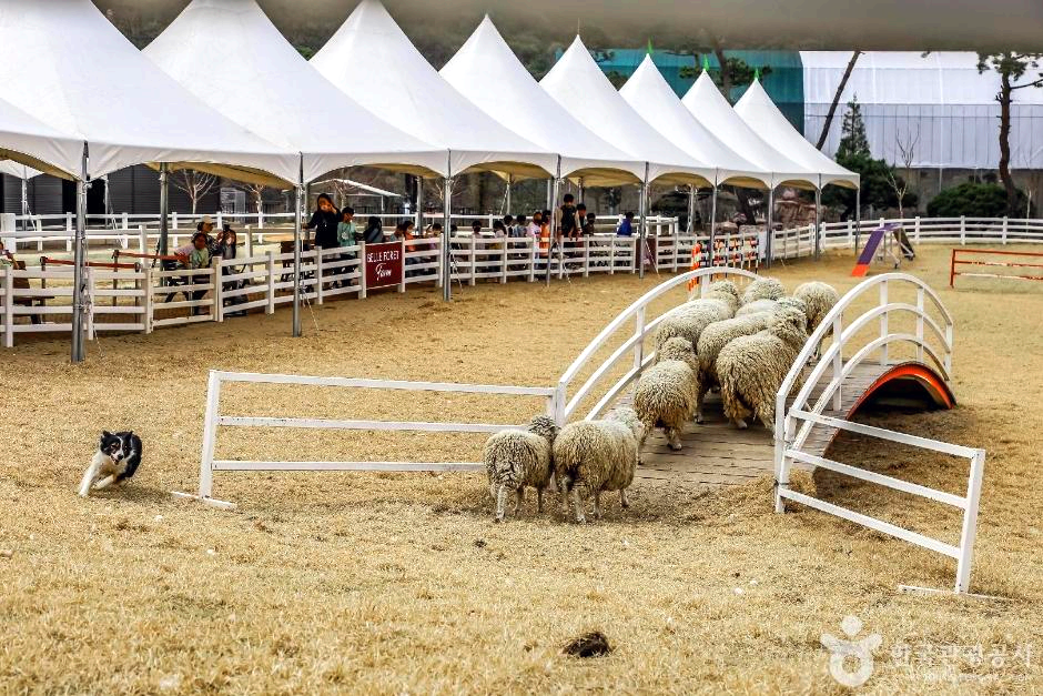 양몰이 개가 양을 몰고 있다.