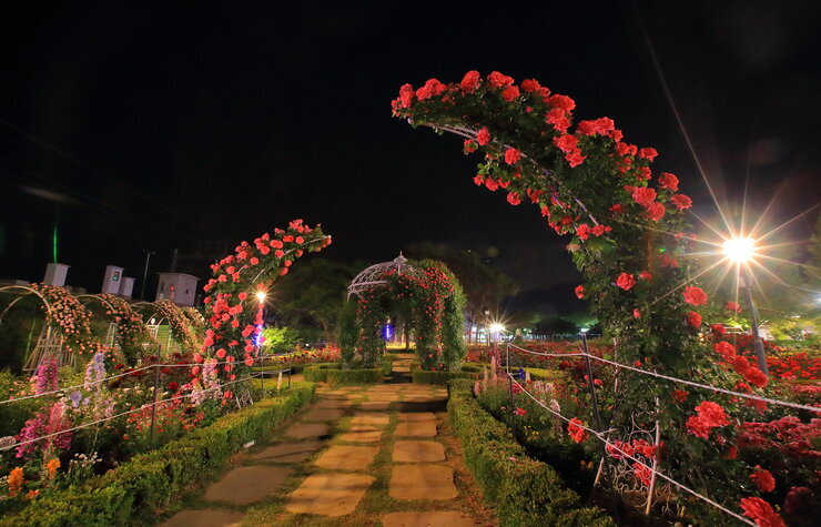 [5월 축제]2025 곡성 세계장미축제❘장미 실시간 개화 상황, 입장권 예매 방법, 프로그램 및 일정, 체험 가이드