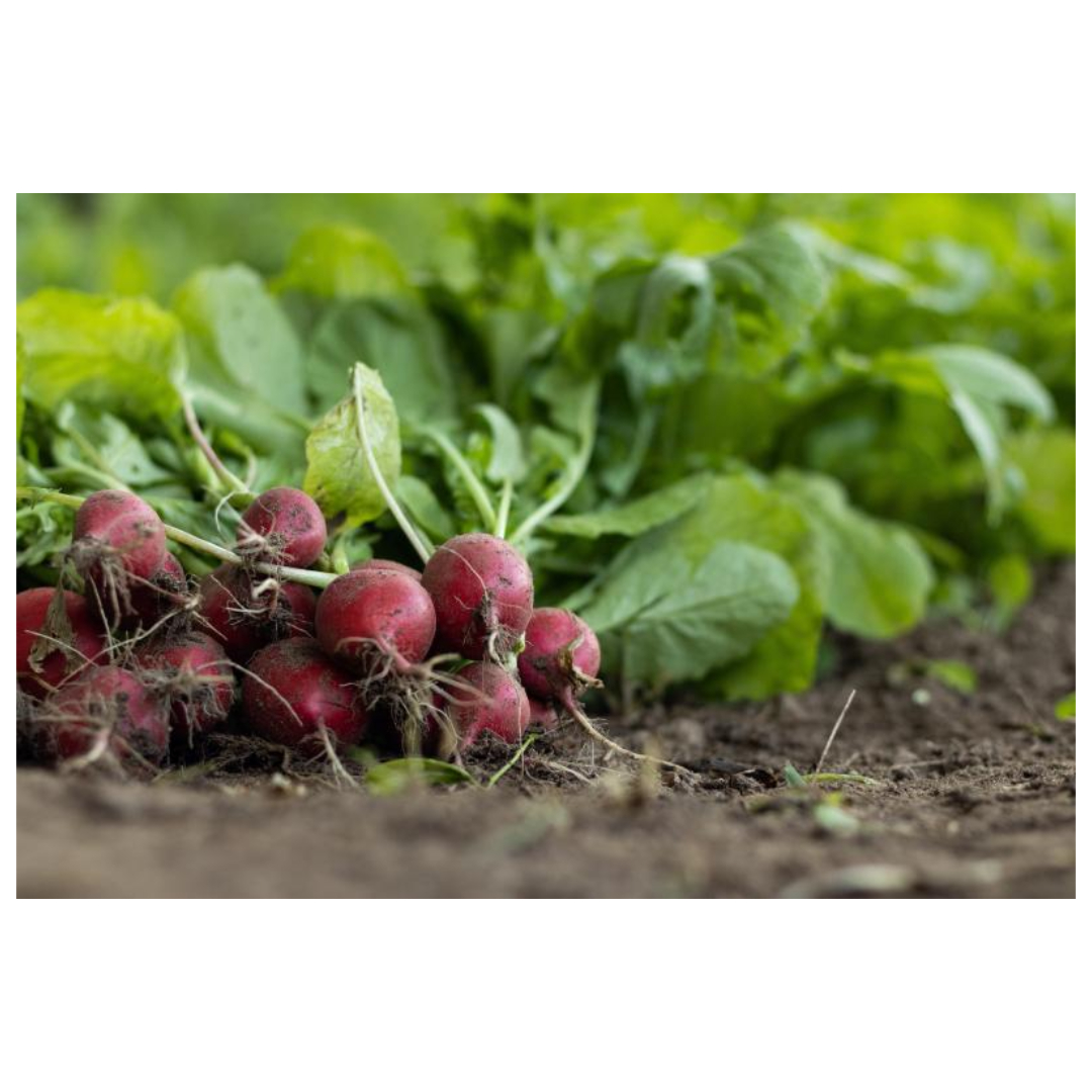 우엉차와 관련된 사진입니다.