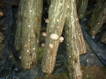 표고버섯 재배 원목 선택 접종 시기 습도 관리_10