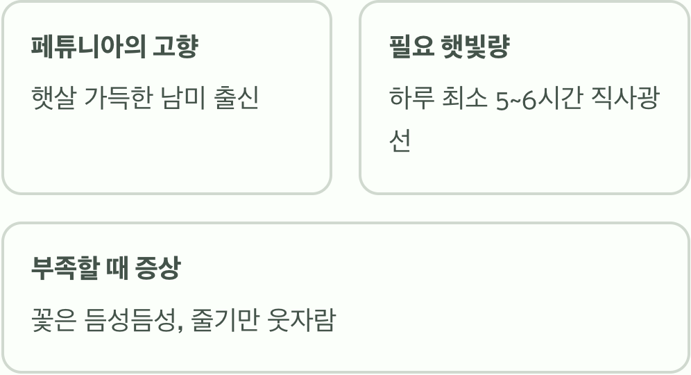 '햇빛'이라는 최고의 보약