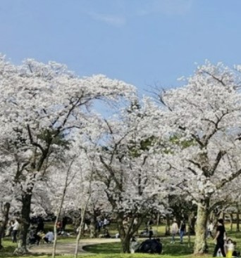 경주벚꽃1