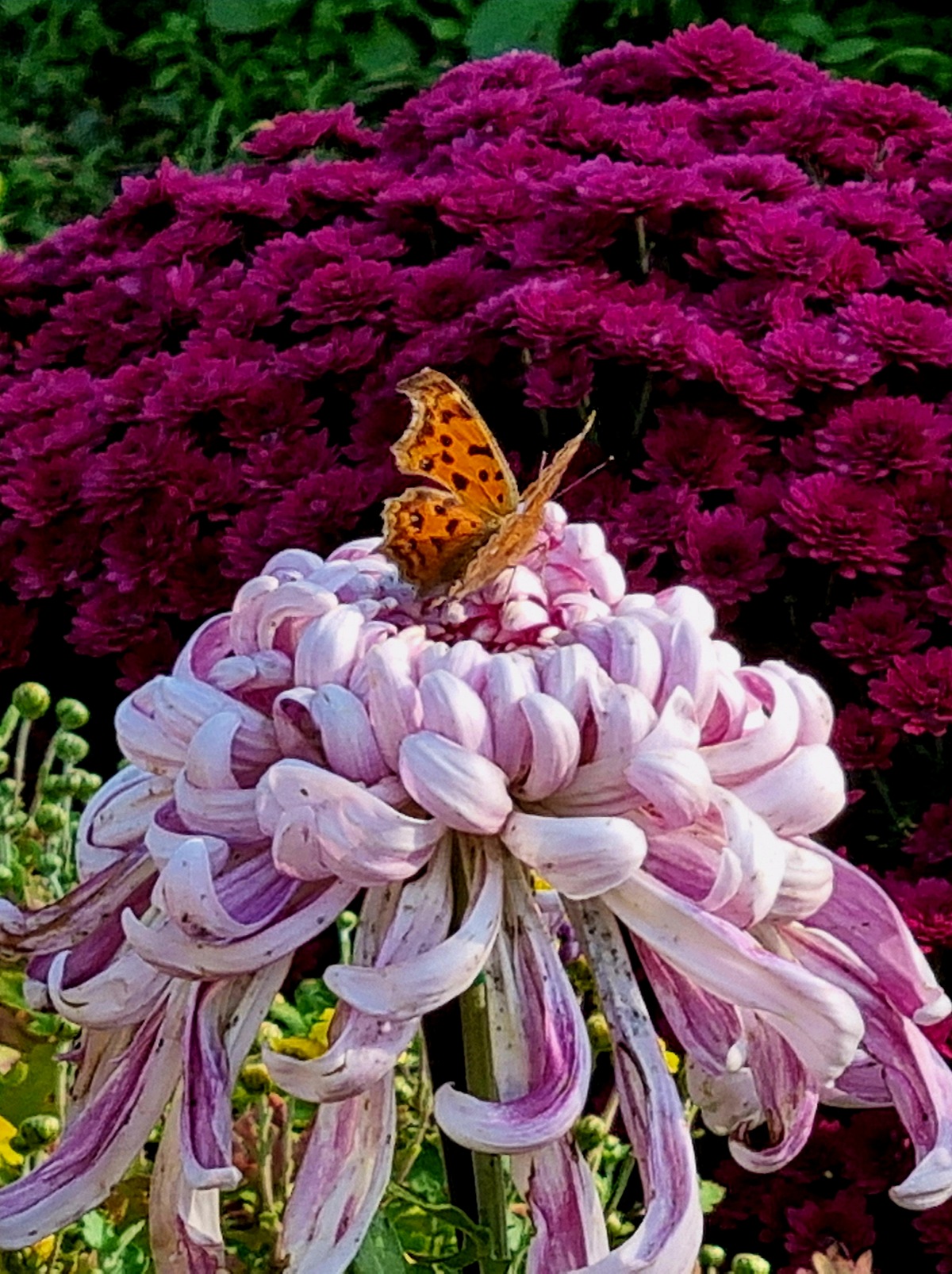 2024 인천 계양 아라온 가을꽃 전시회&amp;#44; 국화 축제(~11.10.): 야경&amp;#44; 아라뱃길&amp;#44; 전통놀이 체험