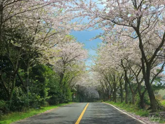 제주 벚꽃 명소 추천 아무도 모르는 명소_17