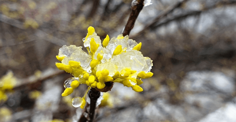 이천 백사 산수유꽃축제