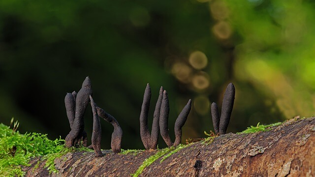 진균의 항생제 생산 능력: 자연이 만든 의약의 보고