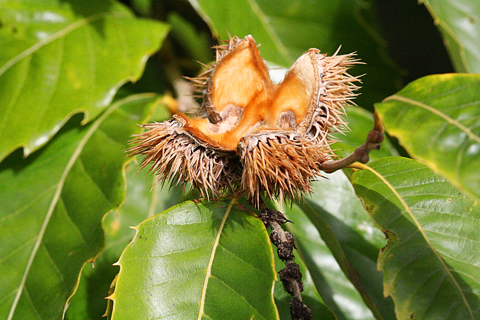 Castanea mollissima
