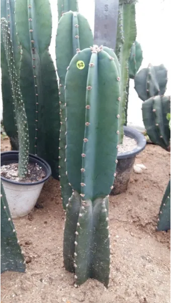 귀면각 선인장 키우기, 자르기, 귀면각기둥, 꽃, 물주기, 분갈이_32