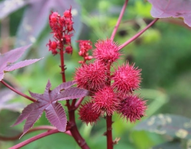 가을에 피는 꽃 아주까리