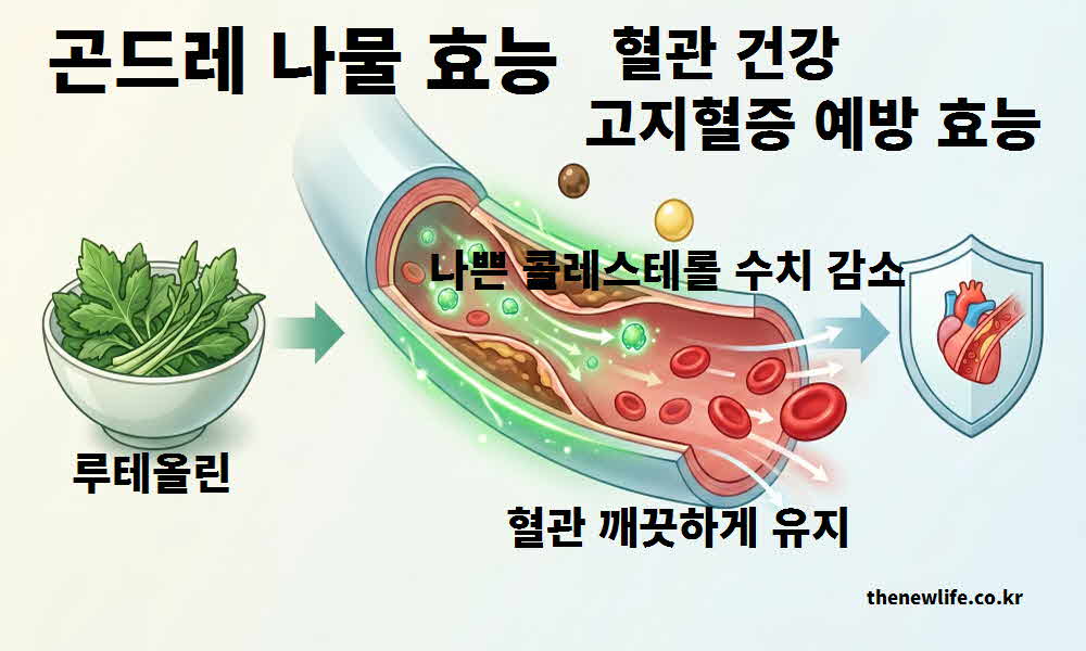 곤드레 나물 효능 혈관 건강 고지혈증 예방