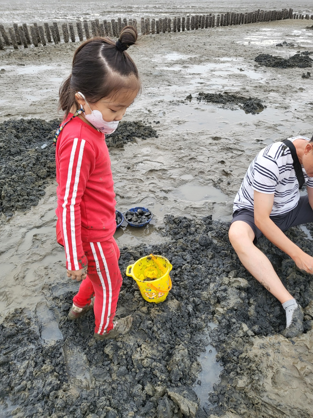 서천 갯벌체험, 모시조개 캐기 (서천송림갯벌체험장)