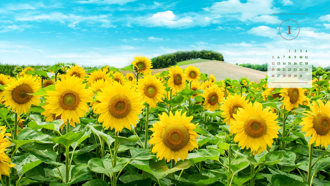 04 해바라기 들판 A - 2025년1월 노트북배경화면