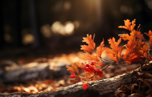 가을철 면역력 강화, 건강한 환절기를 위한 생활 습관