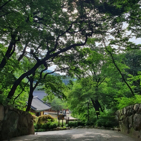 석불과 대웅전 갈림길