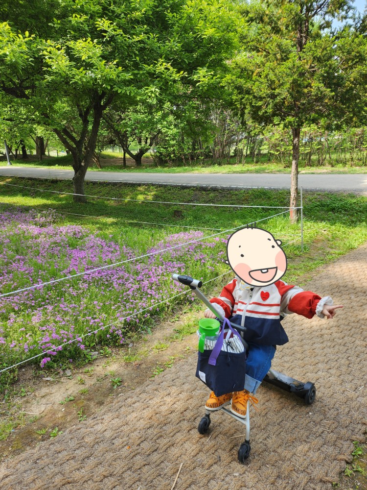 꽃잔디와 아이