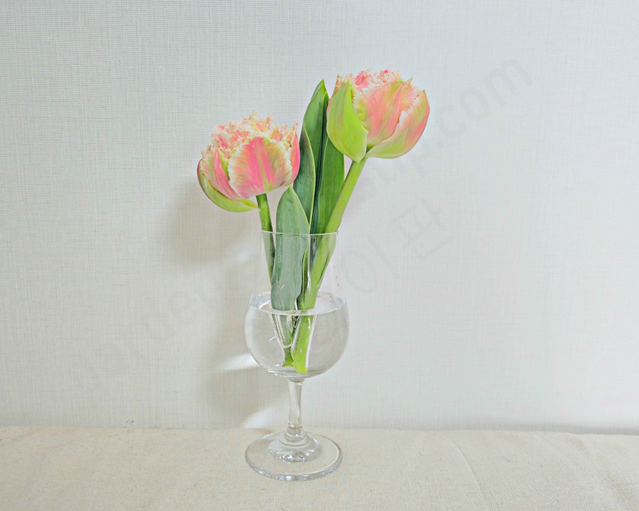 프린지 튤립을 재배해서 화병에 꽂아둔 모습