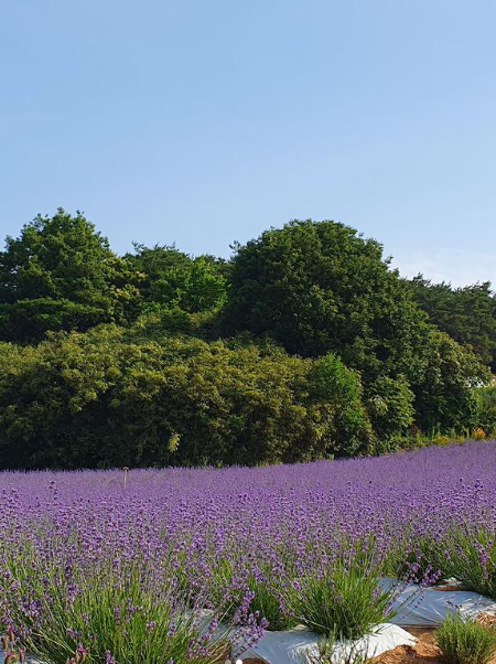 고창 청농원 라벤더시즌