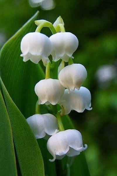 은방울꽃 꽃봉우리