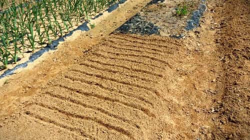 더덕-재배-키우기-씨앗-파종방법-심는방법