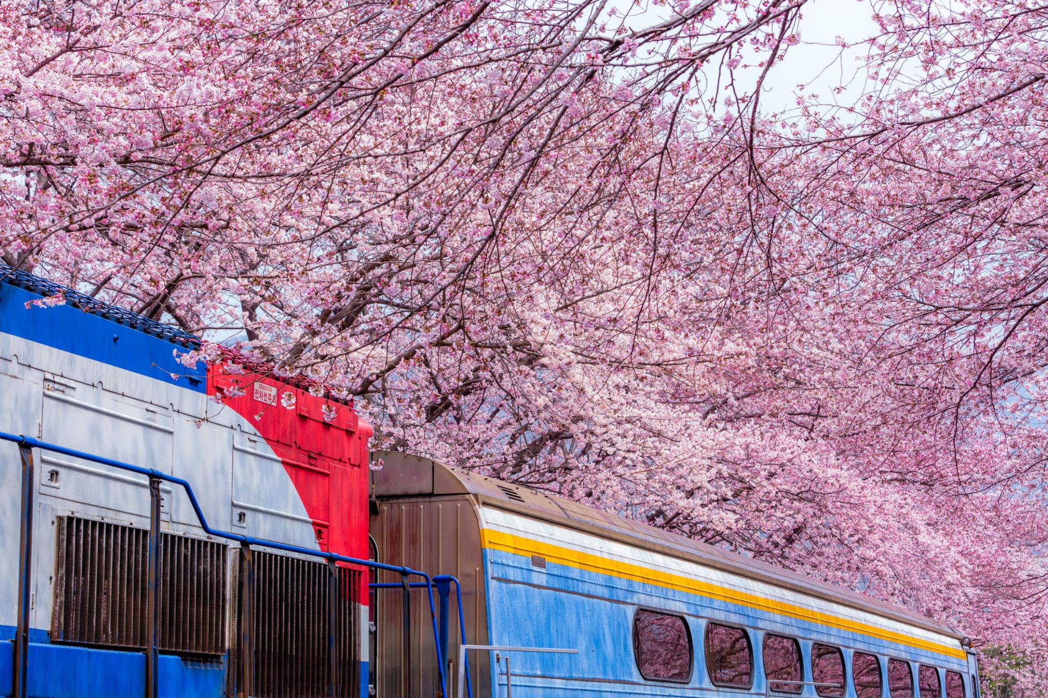 2026 전국 벚꽃 명소 TOP10 (벚꽃 개화시기까지 정리)