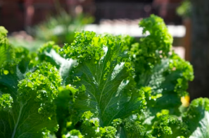 천연 여성 보약 쑥: 혈액 순환 돕는 쑥차 끓이는 법 &amp; 체질별 부작용 가이드
