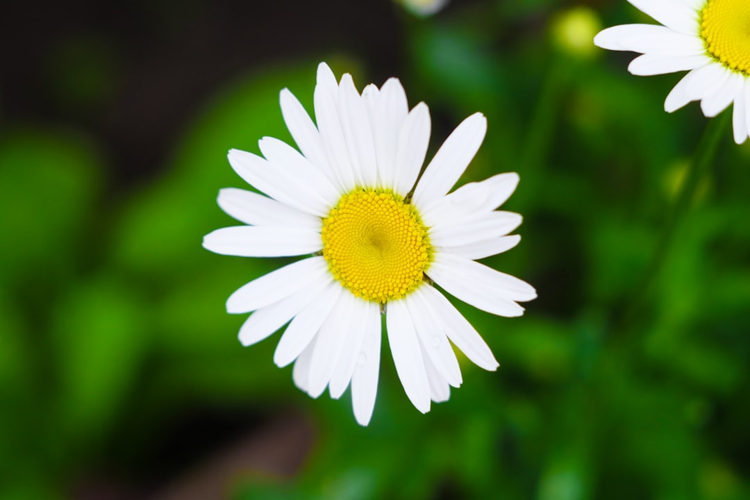 Chamomile
