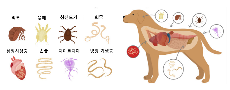 반려견에 기생하는 외부 기생충과 내부기생충 이미지
