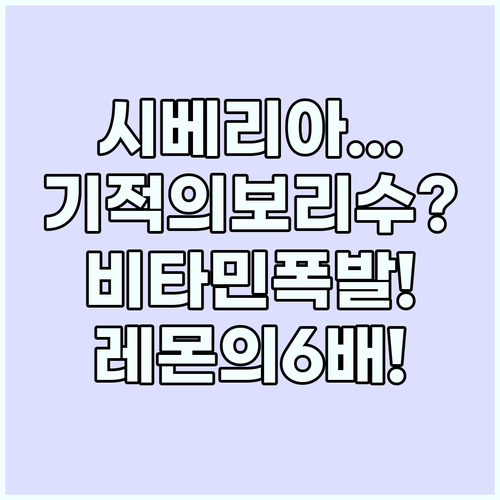 시베리아의 기적 보리수 열매 비타민C..