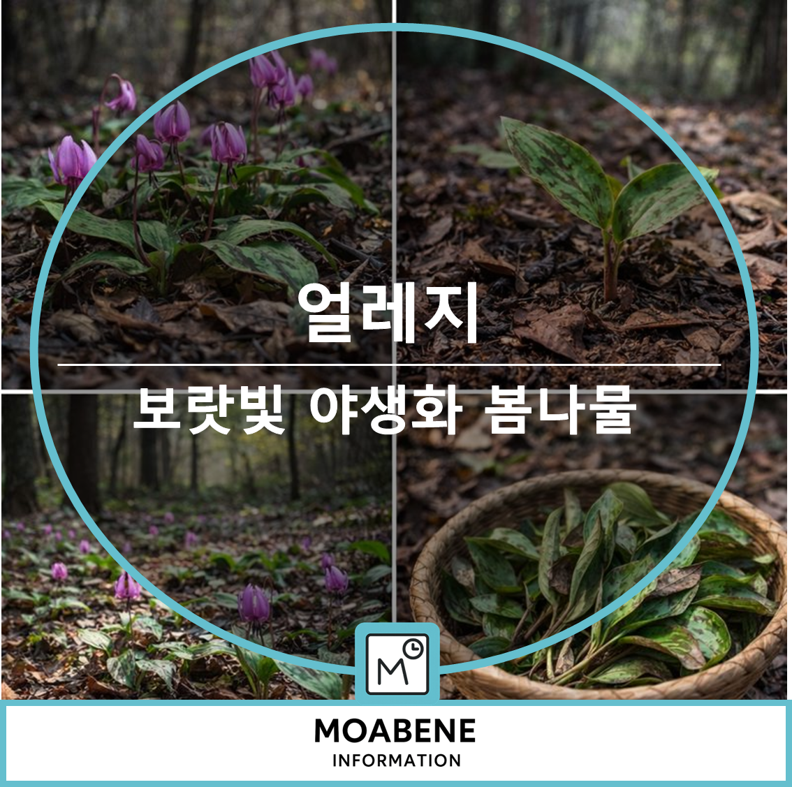 얼레지(Erythronium japonicum) 알아보기: 봄 산에서 만나는 보랏빛 야생화와 봄나물 정보
