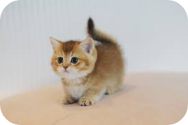 먼치킨고양이 이미지 출처:캣조아