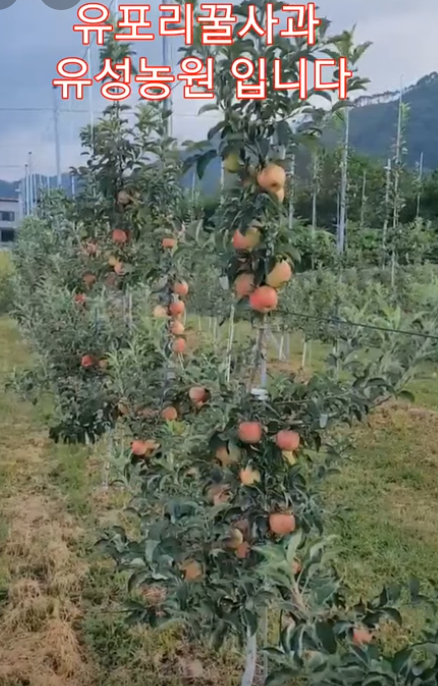 유포리 유성농원 홍로사과