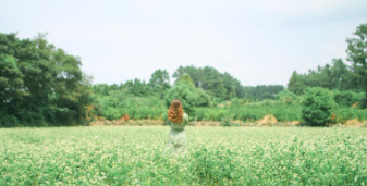 제주 보롬왓 메밀축제