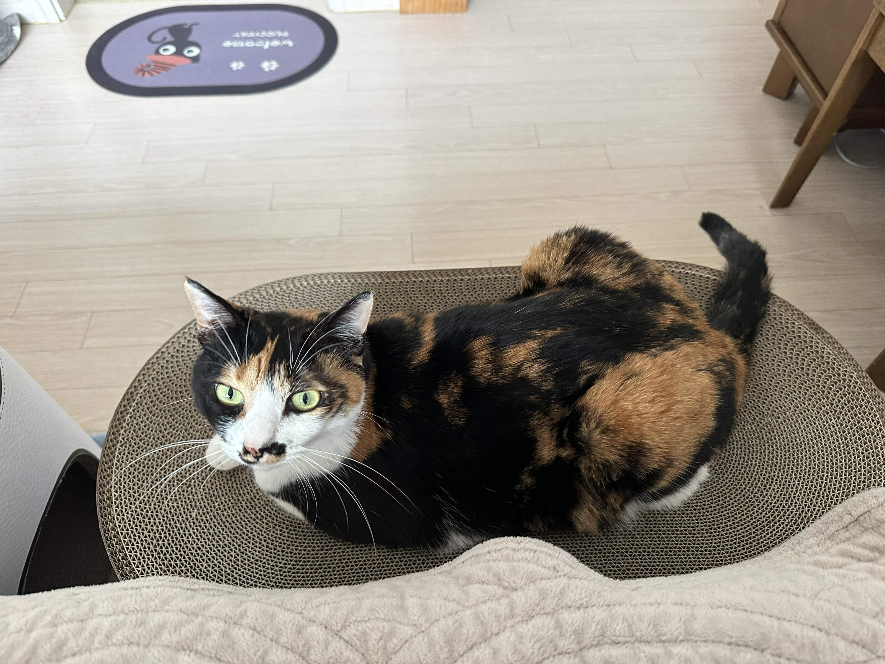 새_스크래쳐_위에서_엄마_쳐다보는_삼색이고양이_다다