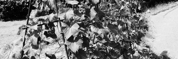 방울토마토 키우기, 방울토마토 키우는법: 질소, 인, 칼륨