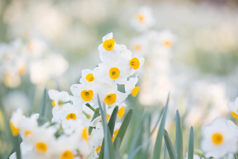 한림공원 부겐빌레아 축제