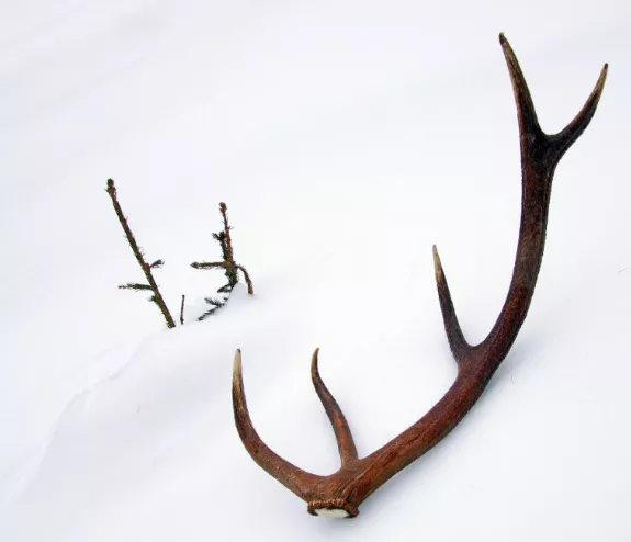 무릎-관절에-좋은-음식-건강