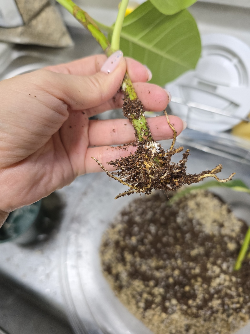 뱅갈고무나무의 뿌리