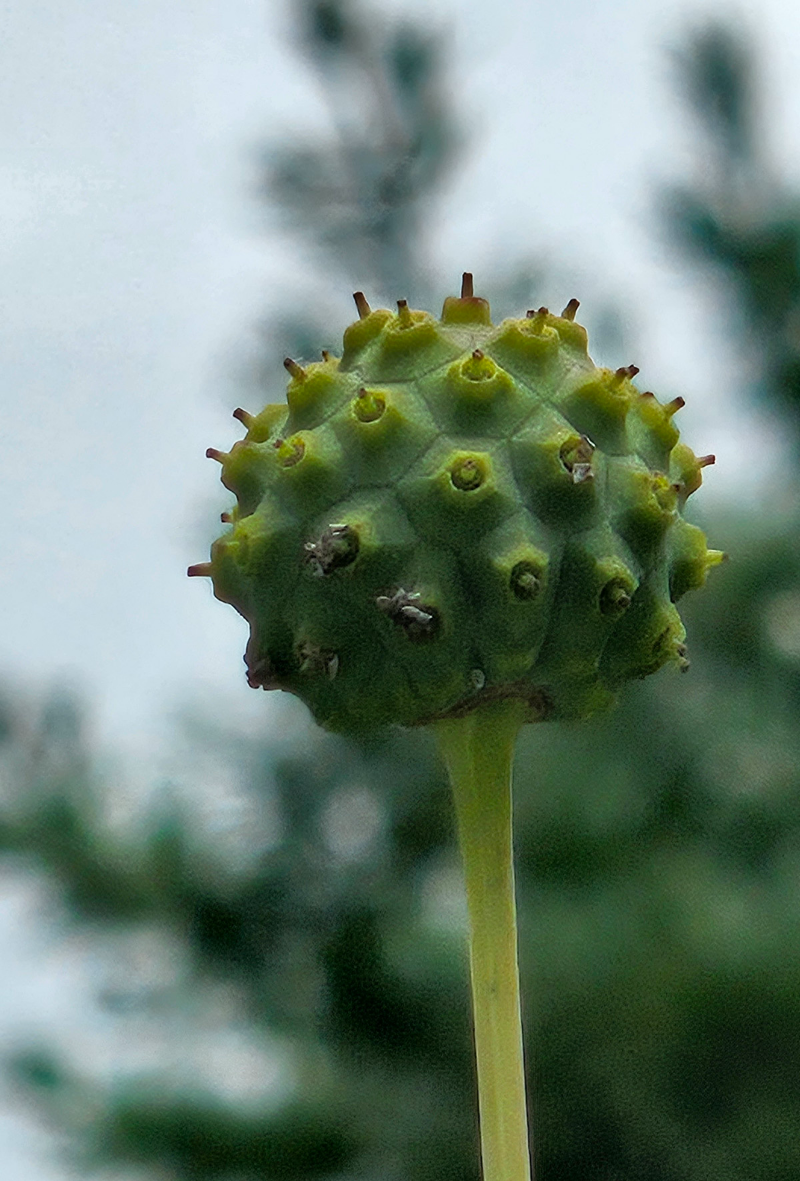 산딸나무 열매2